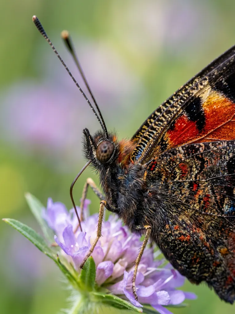 make macro zoom to a butterfly
